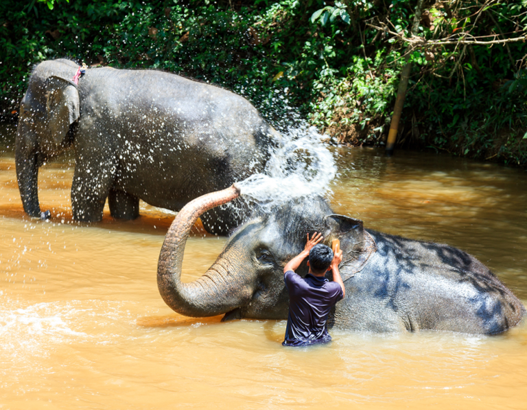 Kuala Gandah Elephant Sanctuary